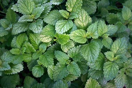 Lemon Balm: Nature's Powerful Herb for Mind, Body, and Skin